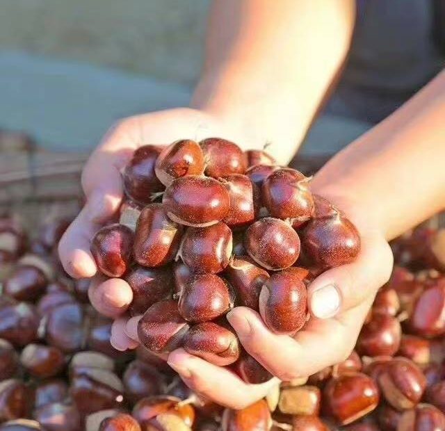 迁西正宗杨家峪的板栗