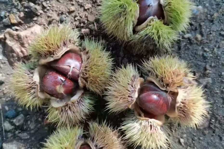 迁西汉儿庄乡杨家峪正宗迁西板栗3113板栗