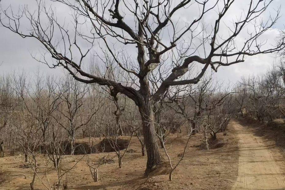 祁淑英的板栗山