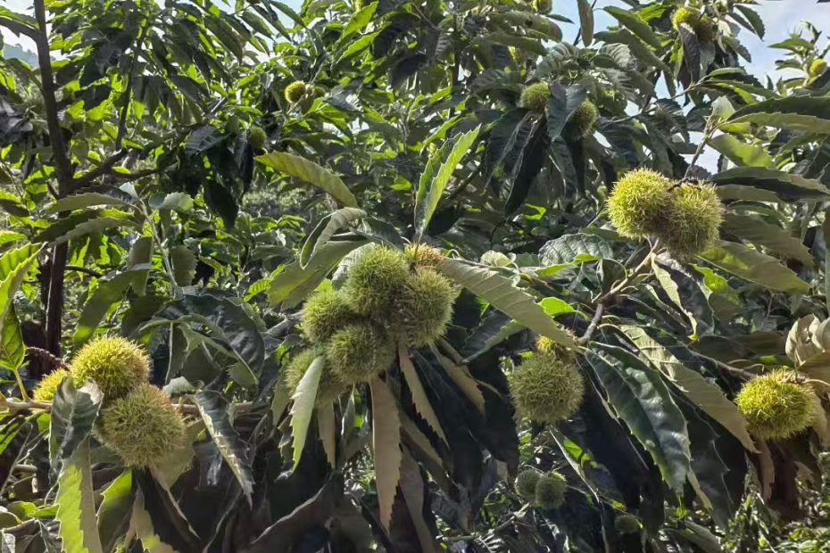 正宗迁西板栗-汉儿庄乡杨家峪的老树栗子