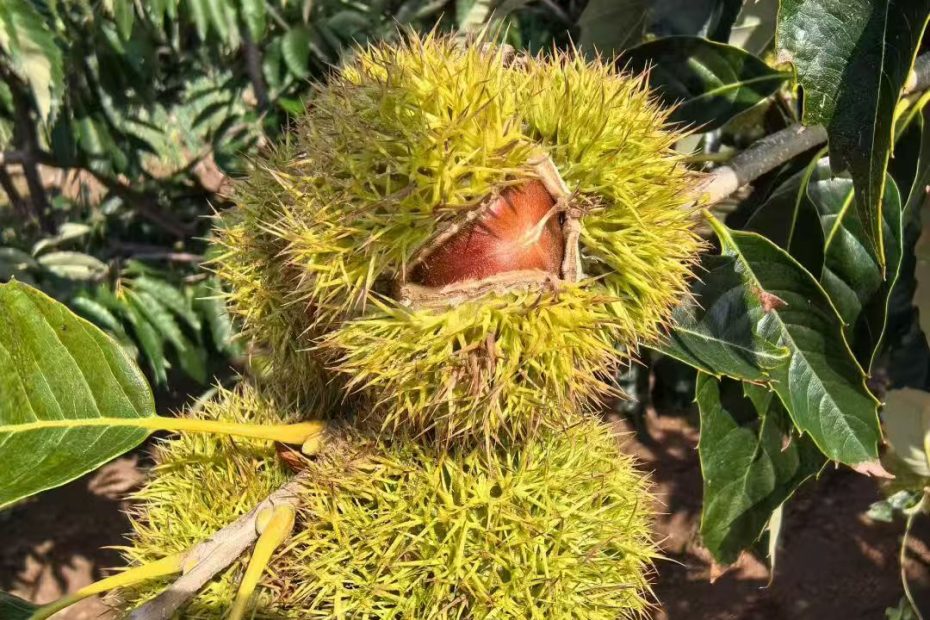 迁西杨家峪的纯正迁西板栗板栗仁