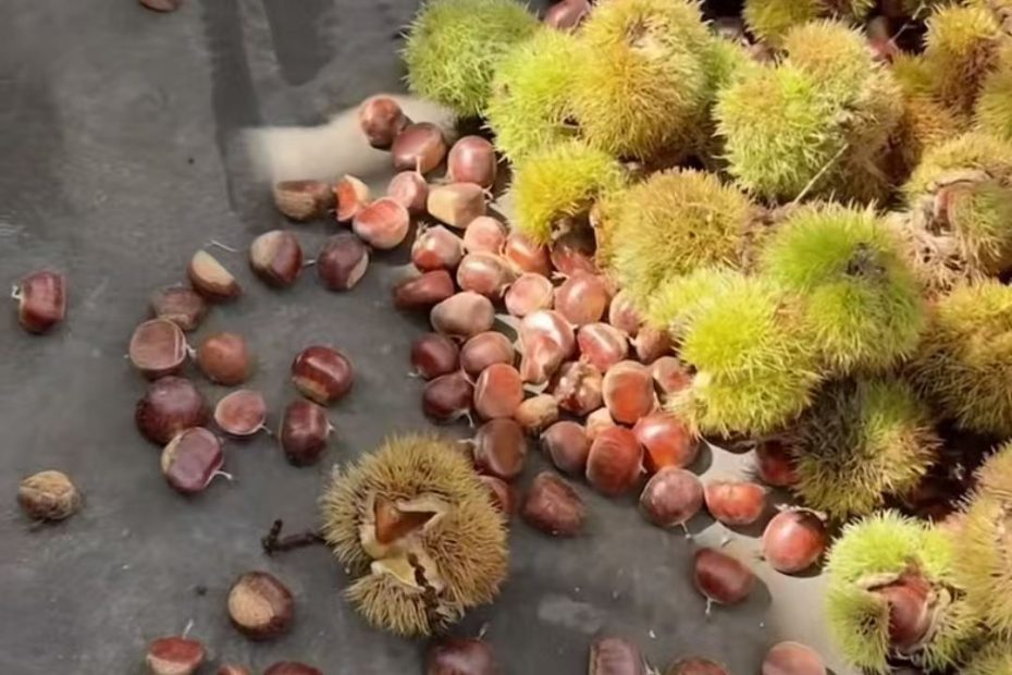 2025年8月底迁西正宗板栗3113开始陆续下树了