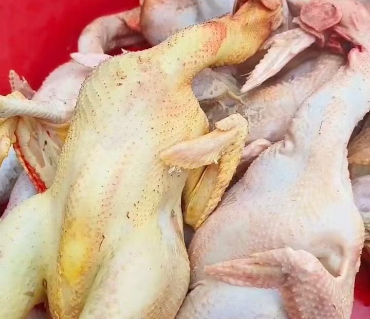 祁淑英滋补品推广炖鸽子，鸽子都是现宰现杀