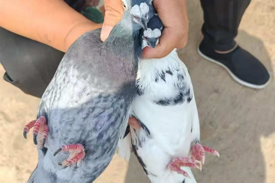 纯粮喂养的小鸽子 一鸽胜九鸡 鸽子肉是一种高蛋白、低脂肪、低胆固醇、营养丰富的禽类食品，即是名贵的美味佳肴， 又是高级的滋补佳品。 现定现宰，可送货上门