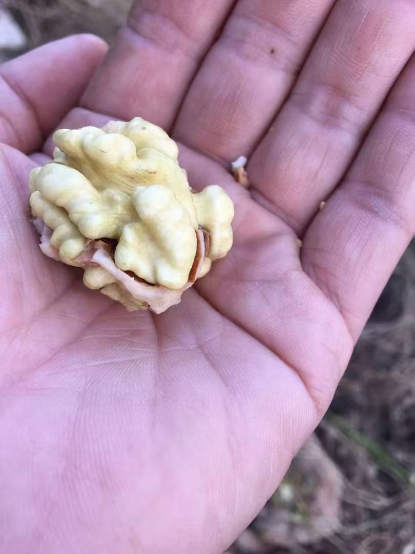 祁淑英大山里的薄皮青核桃