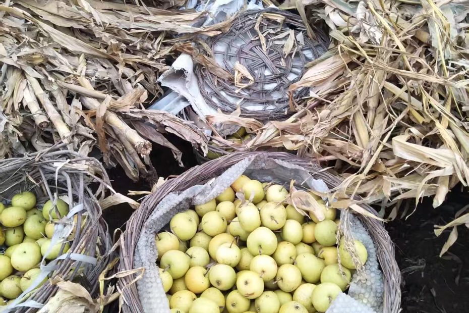 祁淑英爱吃的青龙大山里的细酸梨