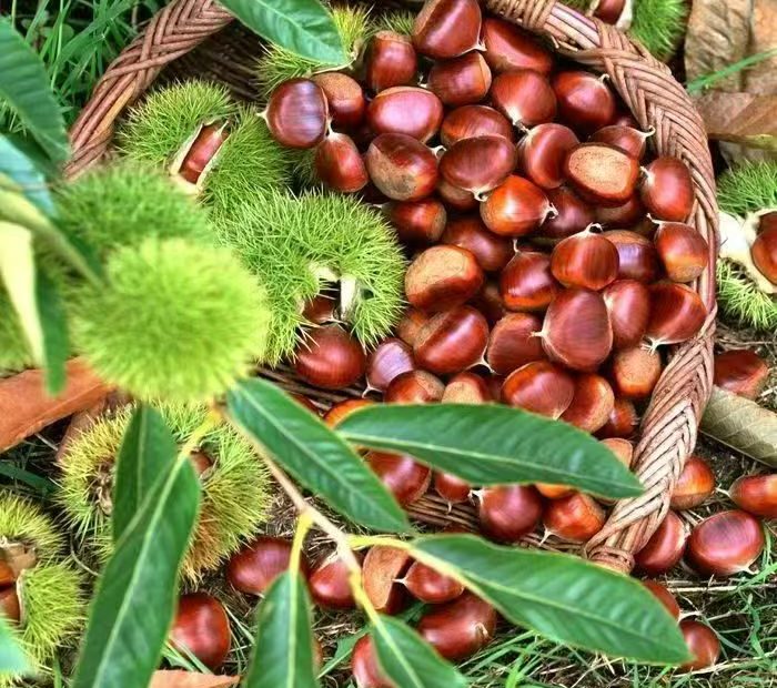 祁淑英爱吃的迁西板栗饽饽