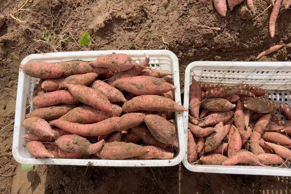 唐山烟薯25-纯正的蜜薯