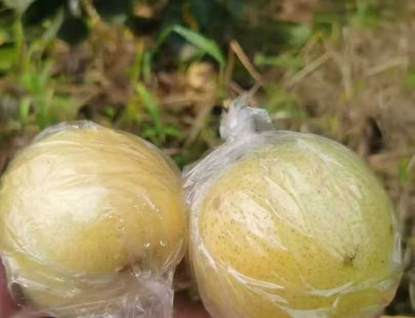 比雪花梨水分多,比皇冠梨要甜,纯正山坡地,打药不多,没用膨大的,想吃好甜梨的联系我