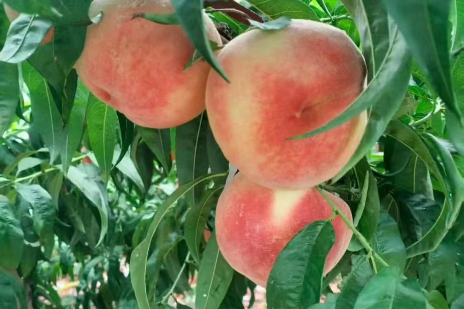 绿化九大毛桃一斤一块五六，有货