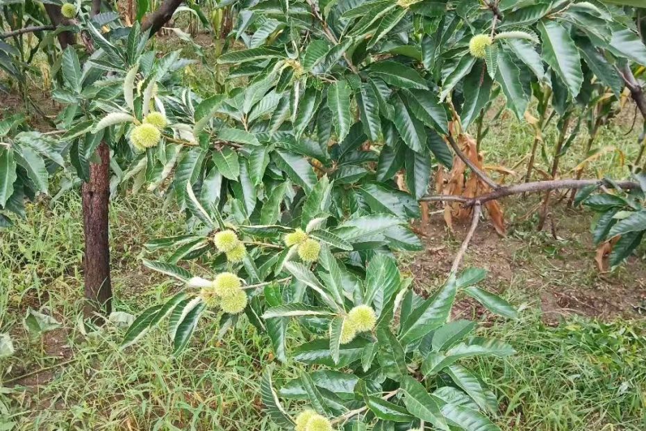 青龙大山里的栗子树快成熟的栗子树