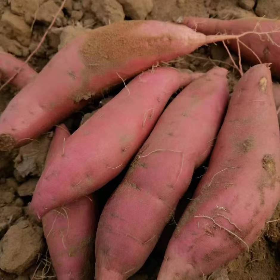 祁淑英农产品优选烤薯首选唐山烟薯25烤块0.8-1.6斤