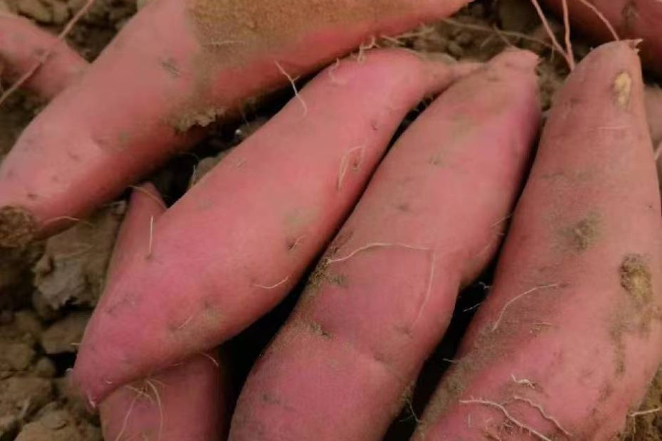 祁淑英农产品优选烤薯首选唐山烟薯25烤块0.8-1.6斤