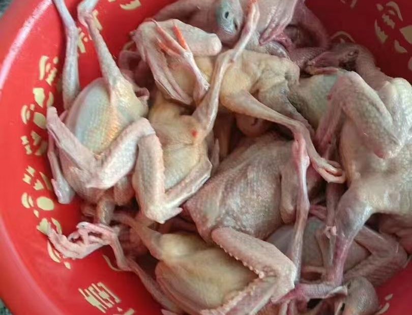 祁淑英术后恢复身体，爱吃的现吃现宰的鸽子