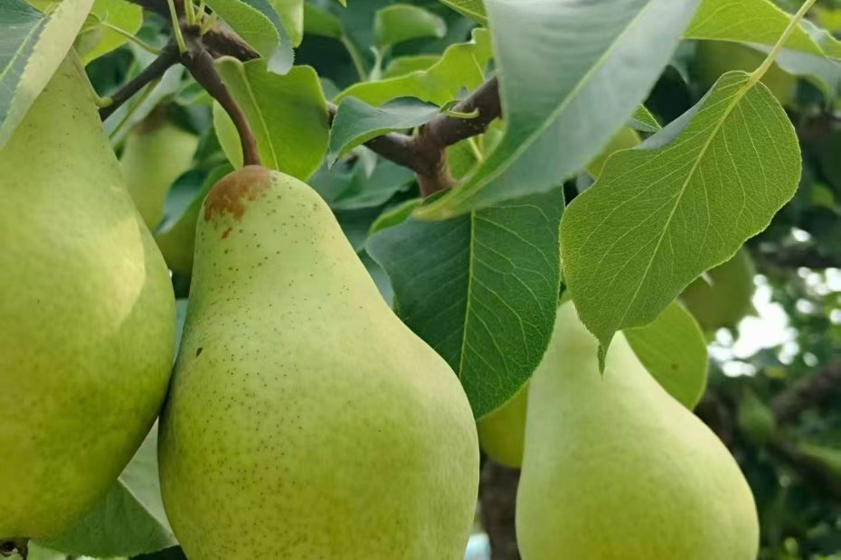 农产品田间地头直采报价