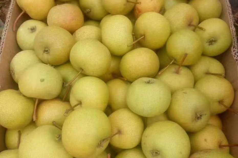祁淑英农产品优选，青龙大山尖上的酸梨