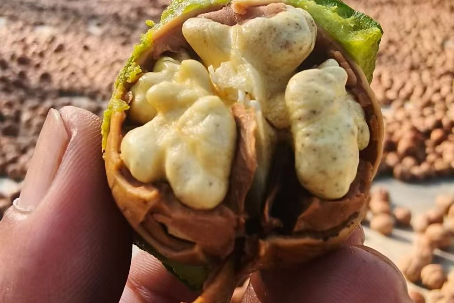 新疆纸皮核桃大四瓣的