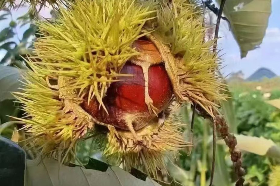 2025迁西板栗收购价格