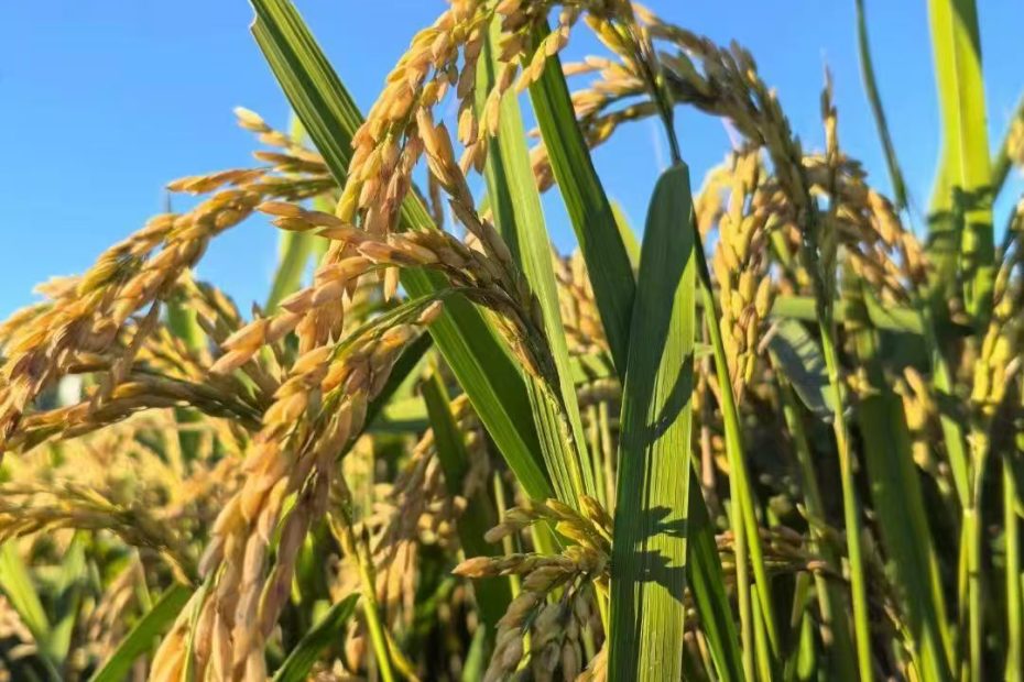 高品质的大米黑龙江五常稻花香大米