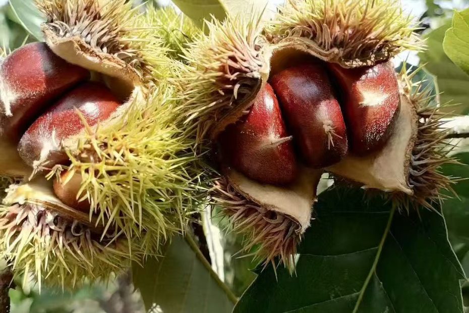 燕山板栗核心产区2025年收购价格