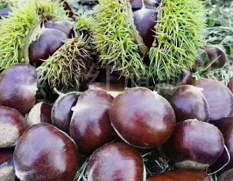 迁西板栗2025年雨水虽大但是并不高产，产量不高