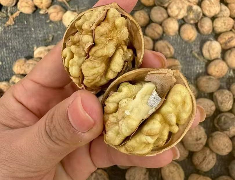 纸皮核桃 祁淑英爱吃的纸皮核桃吓鼠了