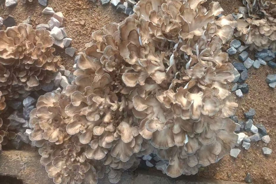 栗蘑（灰树花）被誉为真菌之王、免疫之王、抗癌奇葩