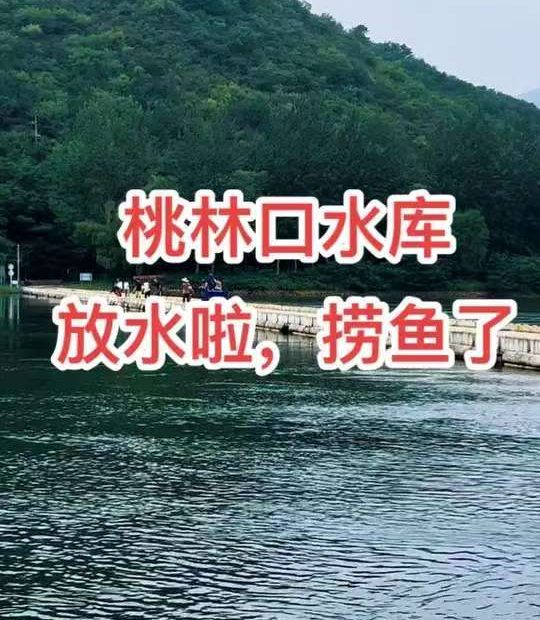 桃林口水库 放水了 可以捞鱼了