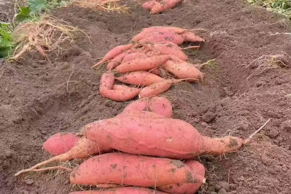 卢龙甘薯烤薯板栗薯大量出土了