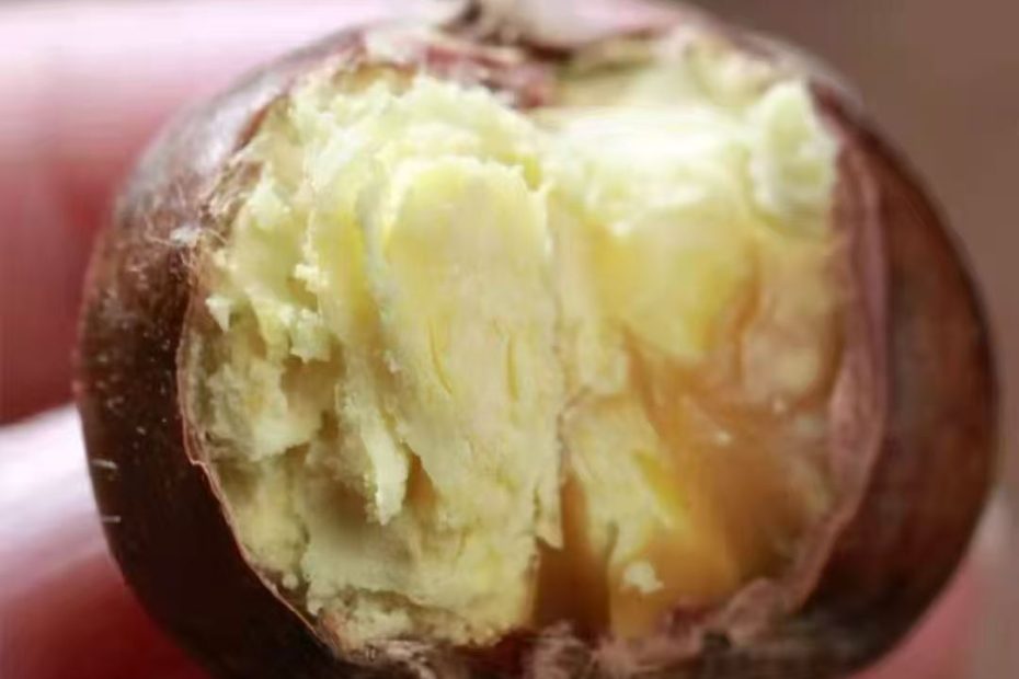 迁西老树板栗持续发货中