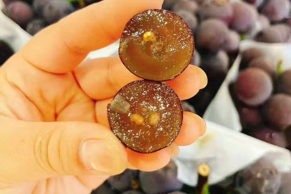 秦皇岛昌黎葡萄核心产区的玫瑰香葡萄 巨峰葡萄