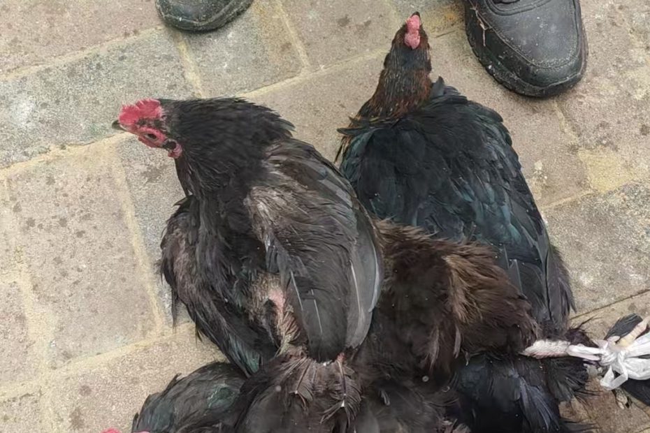 祁淑英帮粉丝寻找的纯黑老母鸡山区老农散养的溜达鸡跑山鸡真正吃虫子长大的老母鸡