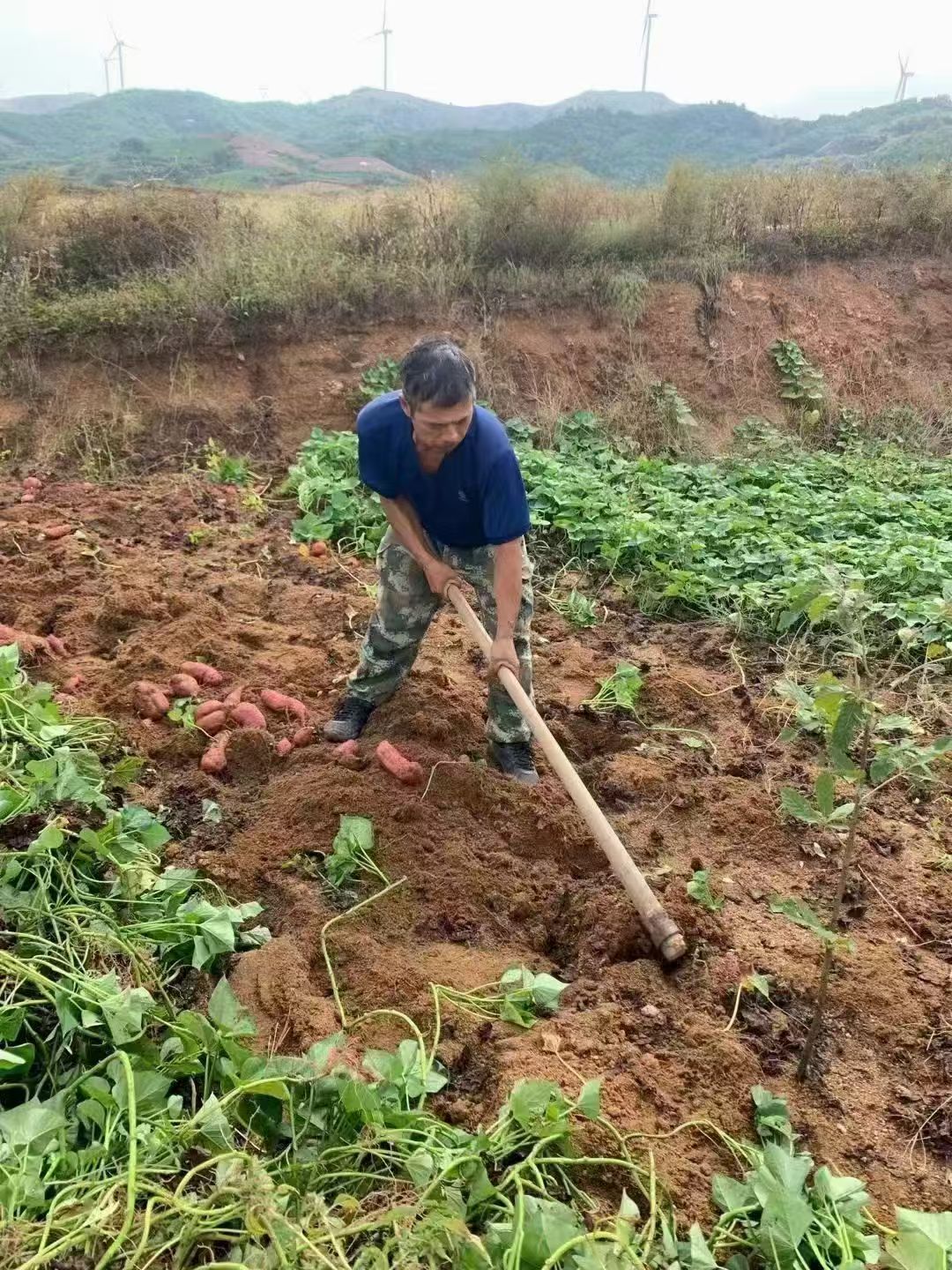 2025年10月20日 霜降前后大量甘薯出土了