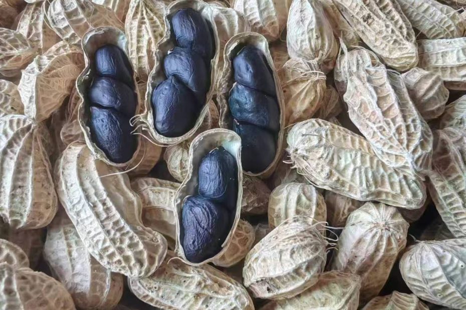 老品种原生态种养殖的黑花生