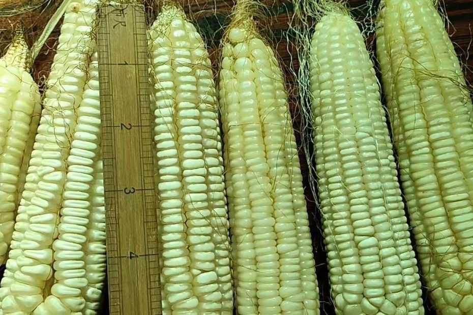 白马牙玉米，非转基因玉米