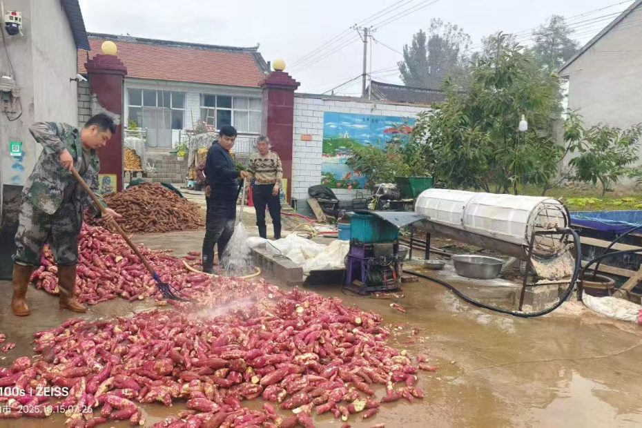 祁淑英优质农产品推荐：纯红薯淀粉制作中