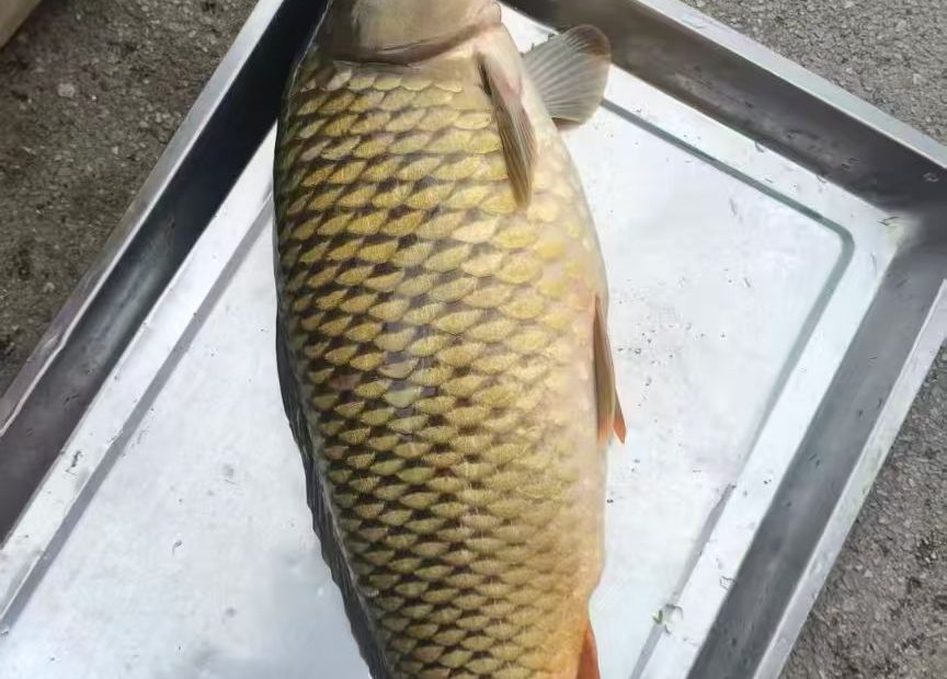 桃林口水库的纯野生的大鱼