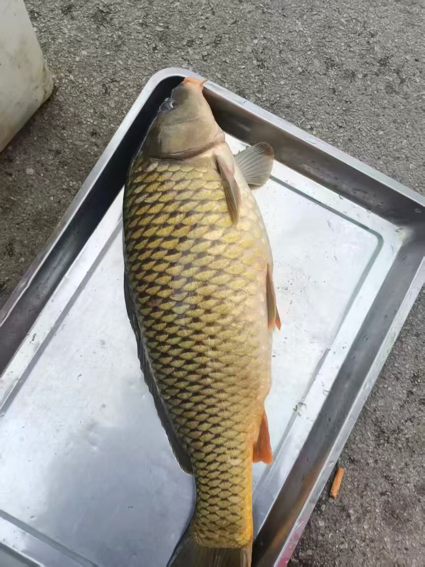 桃林口水库的纯野生的大鱼