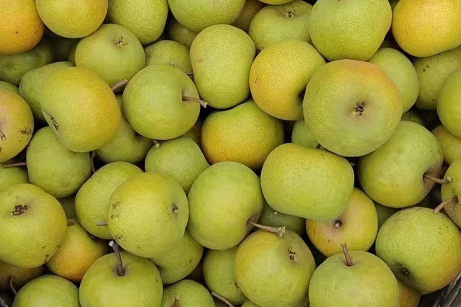 2025年霜降，青龙大山里的富士苹果，国光苹果和青龙酸梨陆续下树了