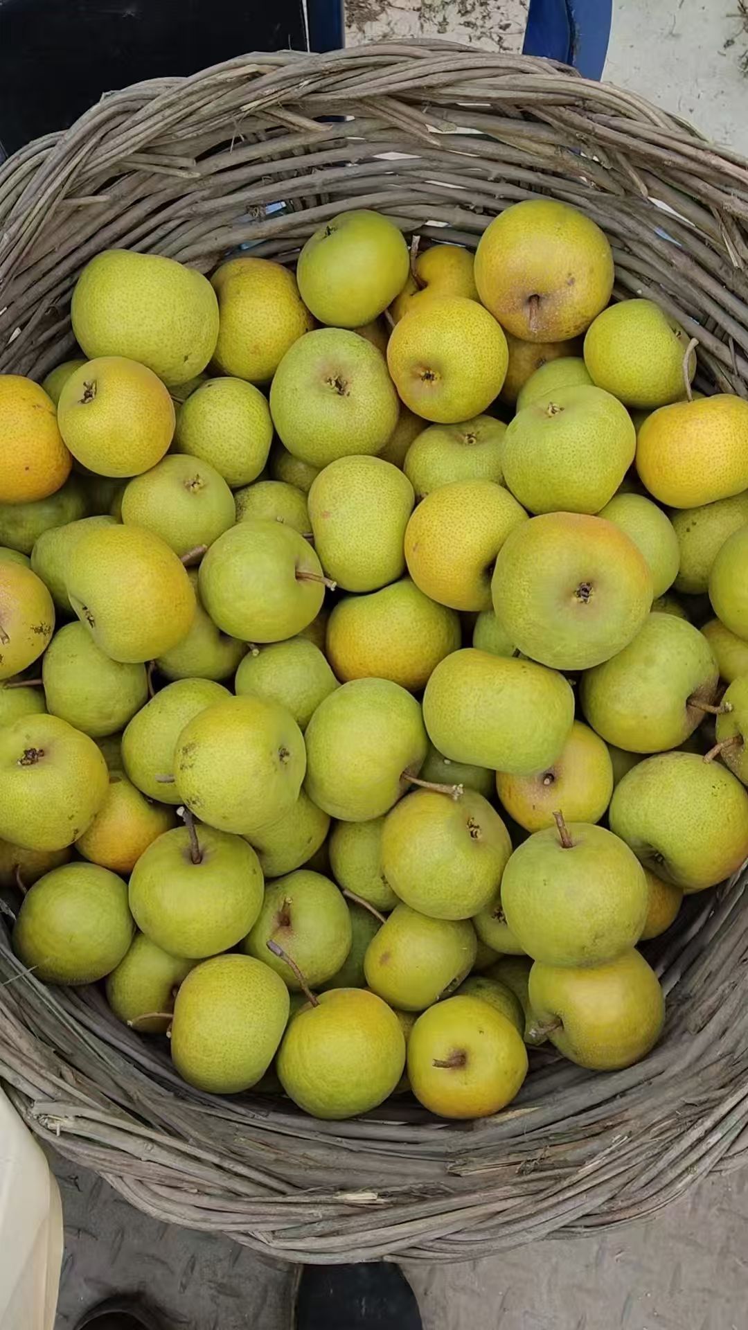 2025年霜降,青龙大山里的富士苹果,国光苹果和青龙酸梨陆续下树了