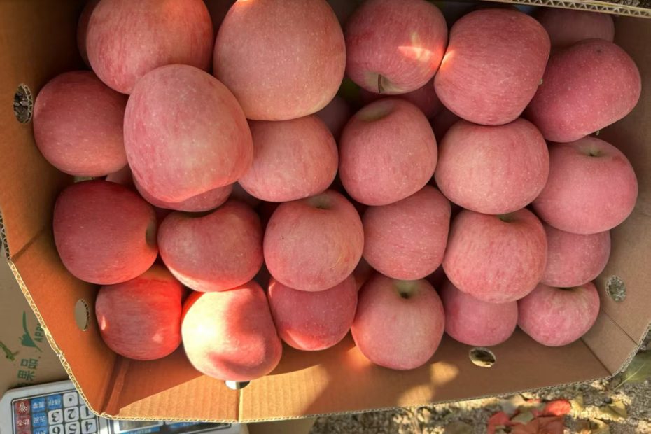 青龙高山苹果 大山尖上的苹果，脆甜可口，水分充足，口感一流 富士苹果🍎国光苹果🍎王林苹果🍎预定中，水分充足，甜度高，口感一流，100元一箱30斤，零售4元一斤！推荐箱起便宜实惠