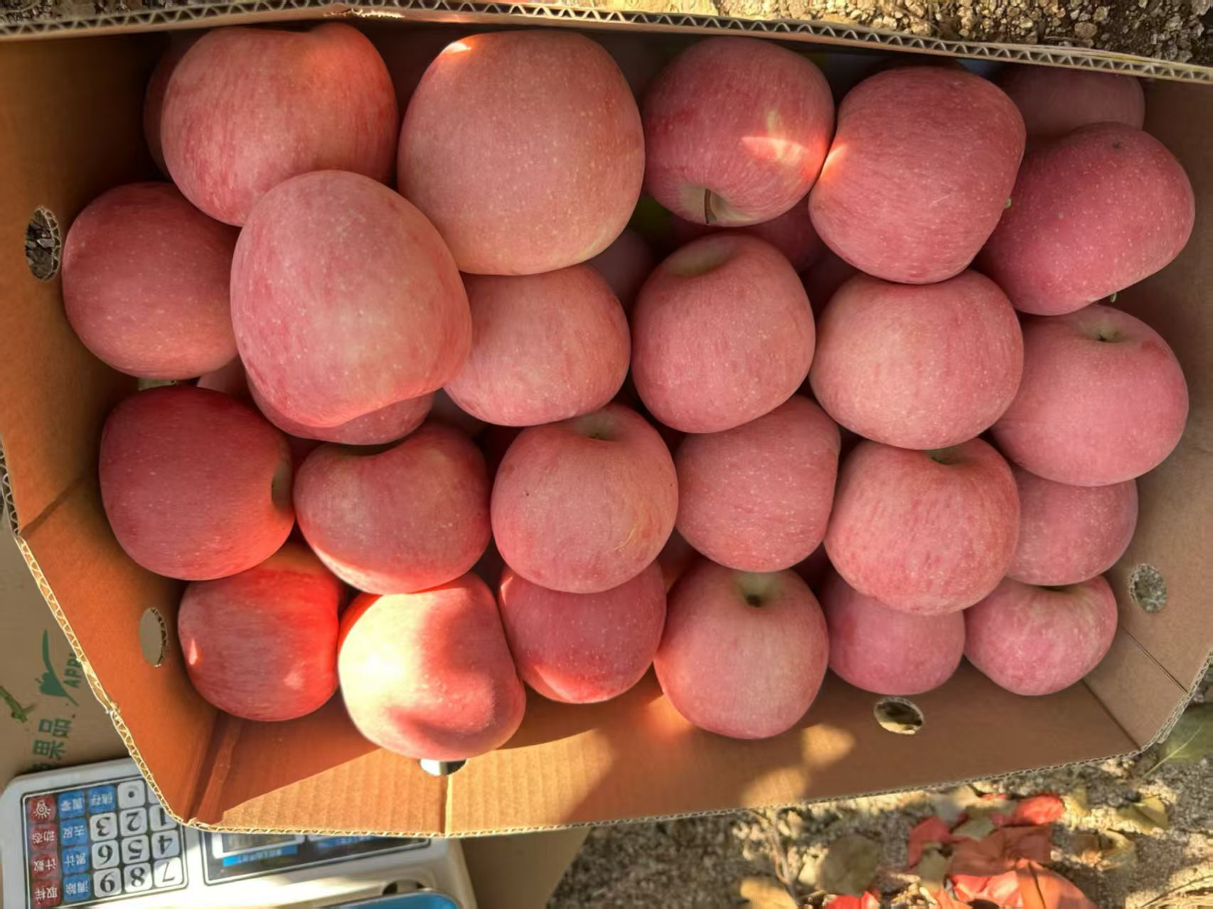 青龙高山苹果 大山尖上的苹果,脆甜可口,水分充足,口感一流 富士苹果🍎国光苹果🍎王林苹果🍎预定中,水分充足,甜度高,口感一流,100元一箱30斤,零售4元一斤!推荐箱起便宜实惠