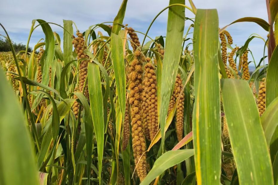 挖到宝啦！本地山地小米，颗粒饱满超养胃，5元一斤性价比拉满～ 煮粥熬汤香到迷糊，需要的朋友私我，新鲜直达！有需要的请联系13040030533，微信同号。