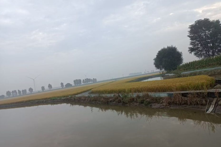 祁淑英优质农产品推荐