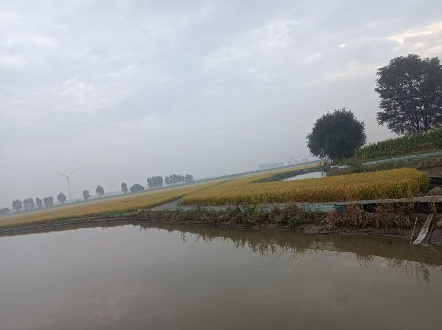 祁淑英优质农产品推荐