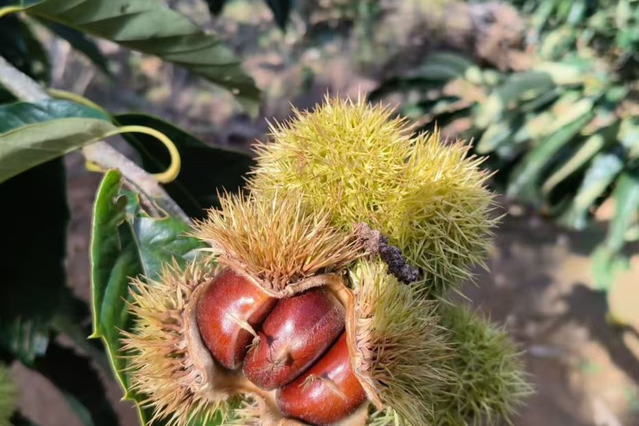 2025年新的板栗面板栗仁开始加工了