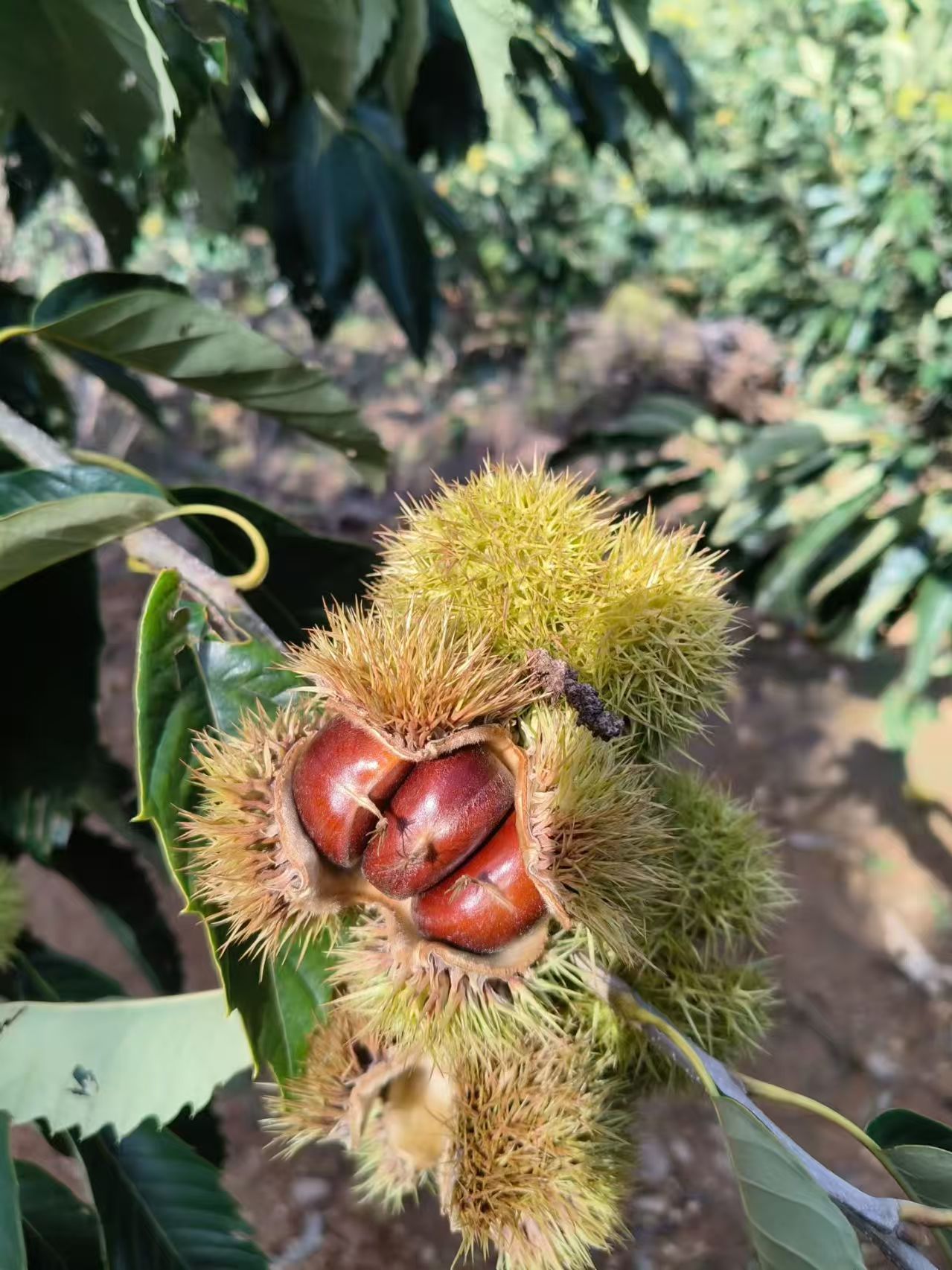 2025年新的板栗面板栗仁开始加工了