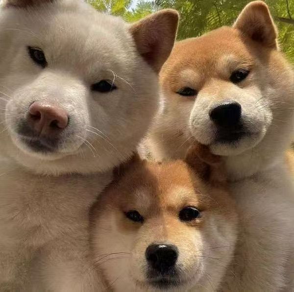 2026年发财，合家欢乐