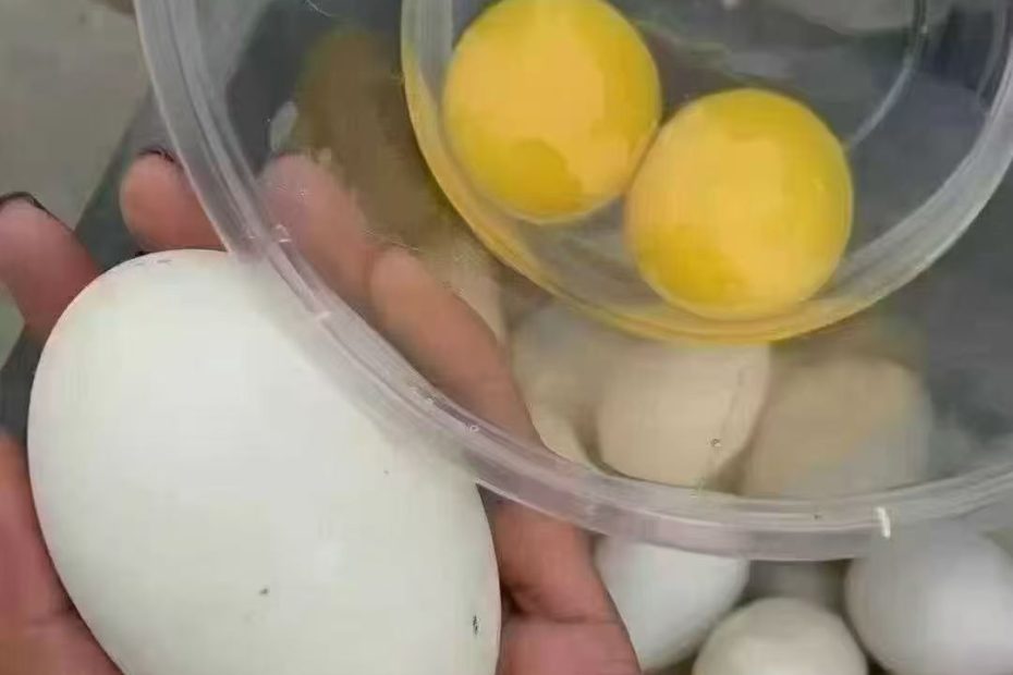 营养价值特别高大鹅蛋