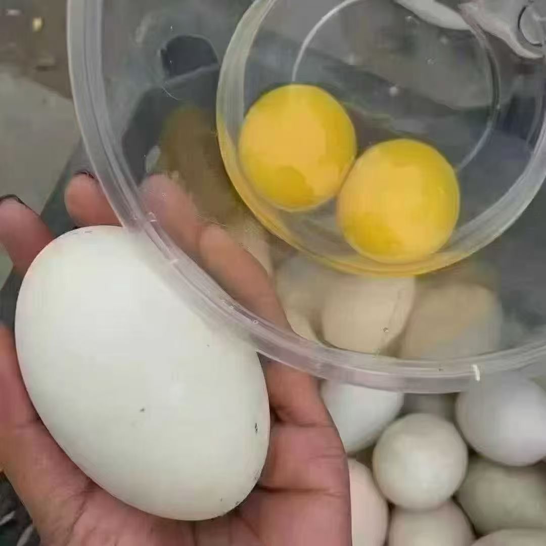 营养价值特别高大鹅蛋